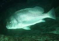 Crescent sweetlips (Plectorhinchus cinctus)