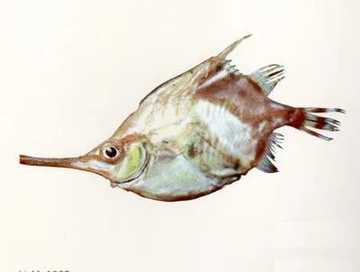 Crested bellowfish (Notopogon lilliei)