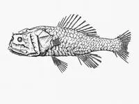 Crested bigscale (Poromitra crassiceps)