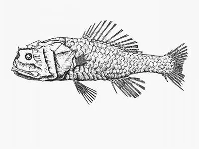 Crested bigscale (Poromitra crassiceps)