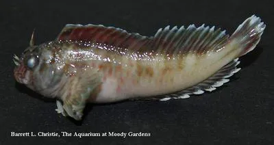 Crested blenny (Hypleurochilus geminatus)