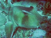 Crested bullhead shark (Heterodontus galeatus)