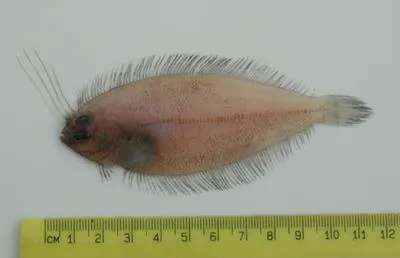 Crested flounder (Lophonectes gallus)