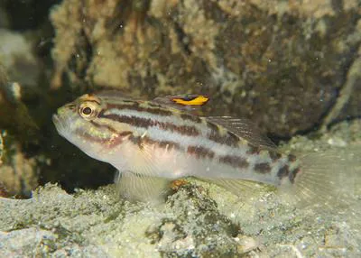 Crested goby (Lophogobius cyprinoides)