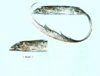 Crested hairtail (Tentoriceps cristatus)