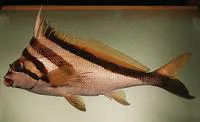 Crested morwong (Cheilodactylus vestitus)