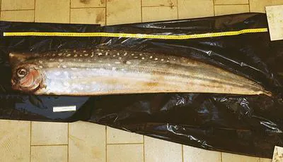 Crested oarfish (Lophotus lacepede)