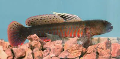 Crested oystergoby (Cryptocentroides gobioides)