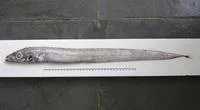 Crested scabbardfish (Lepidopus altifrons)