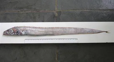 Crested scabbardfish (Lepidopus altifrons)
