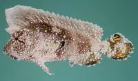Crested scorpionfish (Ptarmus jubatus)