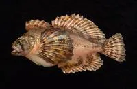 Crested sculpin (Blepsias bilobus)