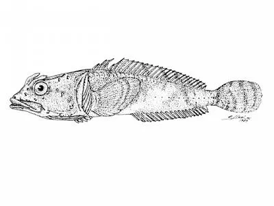 Crested spiny plunderfish (Harpagifer palliolatus)