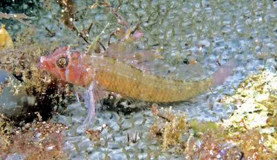Crested triplefin (Trinorfolkia cristata)