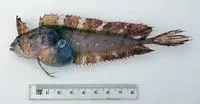 Crested weedfish (Cristiceps australis)