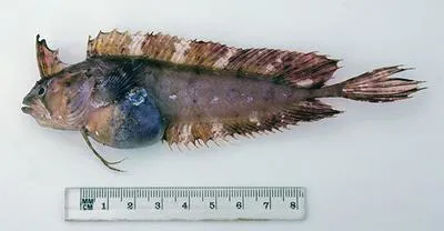 Crested weedfish (Cristiceps australis)