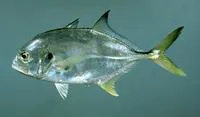 Crevalle jack (Caranx hippos)