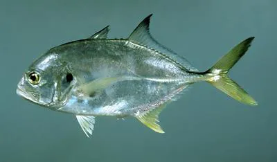 Crevalle jack (Caranx hippos)