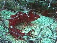 Crevice kelpfish (Gibbonsia montereyensis)
