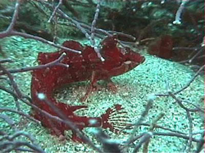 Crevice kelpfish (Gibbonsia montereyensis)