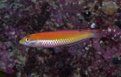 Crimson cleaner fish (Suezichthys aylingi)