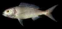 Crimson jobfish (Pristipomoides filamentosus)