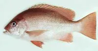 Crimson snapper (Lutjanus erythropterus)