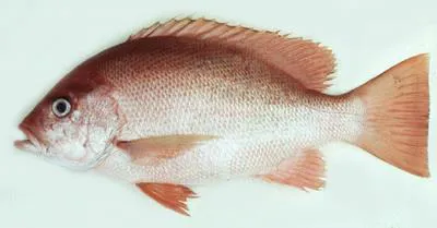 Crimson snapper (Lutjanus erythropterus)