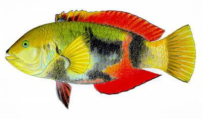 Crimsonband wrasse (Notolabrus gymnogenis)