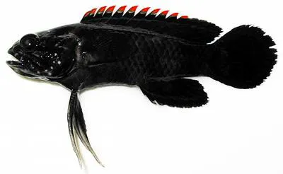 Crimsontip longfin (Plesiops coeruleolineatus)