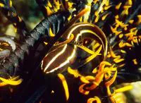 Crinoid clingfish (Discotrema crinophilum)