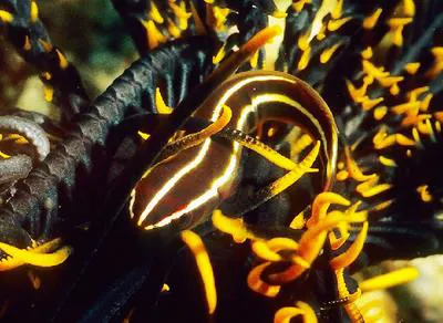 Crinoid clingfish (Discotrema crinophilum)