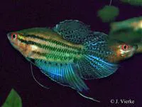 Croaking gourami (Trichopsis vittata)