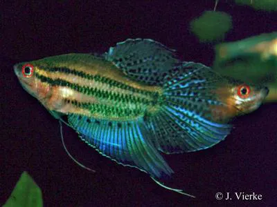 Croaking gourami (Trichopsis vittata)