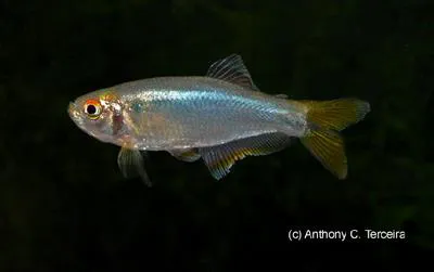 Croaking tetra (Mimagoniates inequalis)