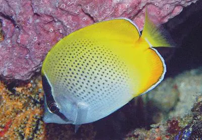 Crochet butterflyfish (Chaetodon guentheri)