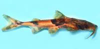 Crocodile catfish (Bagarius suchus)