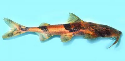 Crocodile catfish (Bagarius suchus)