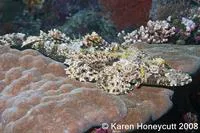 Crocodile fish (Cymbacephalus beauforti)