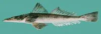 Crocodile flathead (Cociella crocodilus)