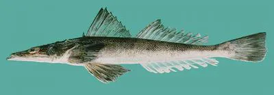 Crocodile flathead (Cociella crocodilus)