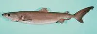 Crocodile shark (Pseudocarcharias kamoharai)