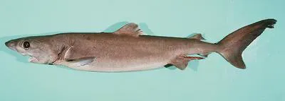 Crocodile shark (Pseudocarcharias kamoharai)