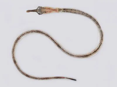 Crocodile-tooth pipefish (Microphis cuncalus)