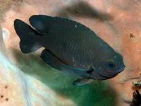 Cross' damsel (Neoglyphidodon crossi)
