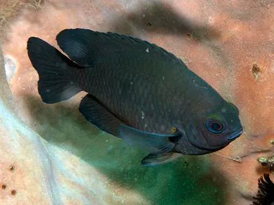 Cross' damsel (Neoglyphidodon crossi)