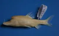Crossed-fork back golden-line fish (Sinocyclocheilus furcodorsalis)