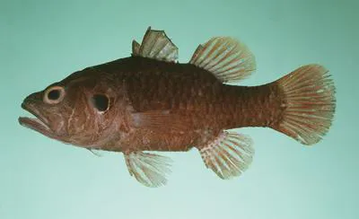 Crosseyed cardinalfish (Fowleria aurita)