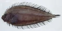 Crosseyed flounder (Neolaeops microphthalmus)