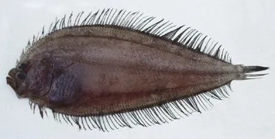 Crosseyed flounder (Neolaeops microphthalmus)